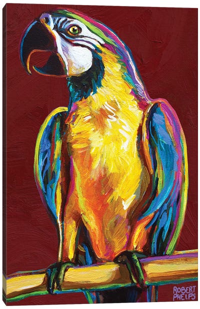 Parrot On Red Canvas Art Print - Robert Phelps