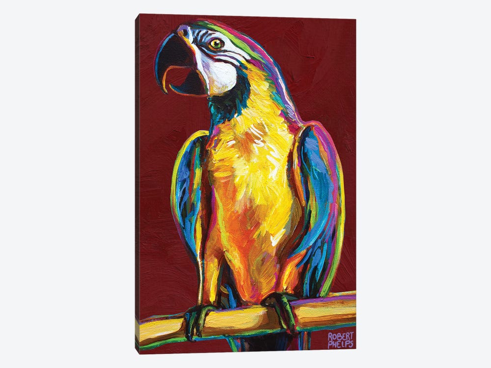 Parrot On Red by Robert Phelps 1-piece Canvas Print