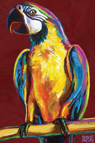 Parrots: Parrot On Red by Robert Phelps