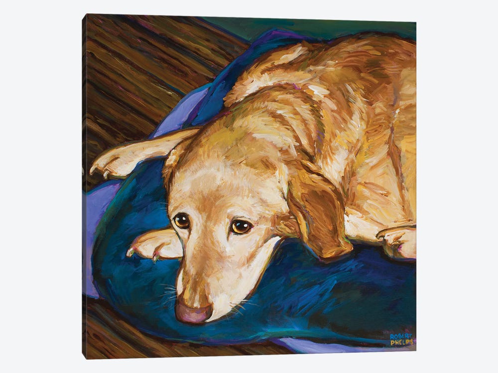 Napping Yellow Lab by Robert Phelps 1-piece Art Print