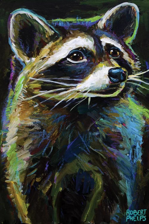 Raccoon by Robert Phelps wall art