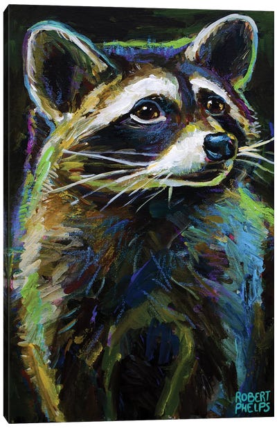 Raccoon Canvas Art Print - Robert Phelps