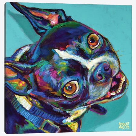 Boston Terrier On Blue Canvas Print #RPH199} by Robert Phelps Canvas Art