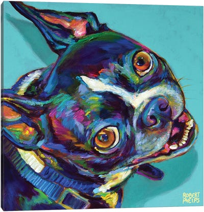 Boston Terrier On Blue Canvas Art Print - Robert Phelps
