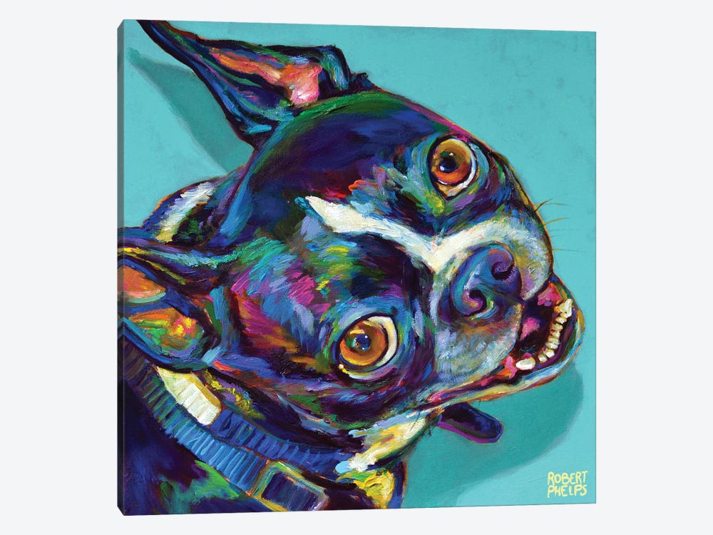Boston Terrier On Blue by Robert Phelps 1-piece Canvas Art Print