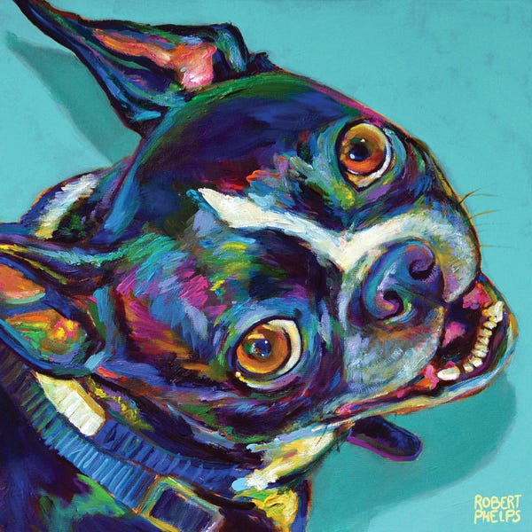 Boston Terriers: Boston Terrier On Blue by Robert Phelps
