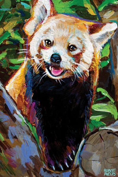Robert Phelps: Red Panda by Robert Phelps