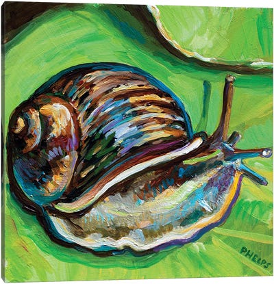 Garden Snail Canvas Art Print - Robert Phelps