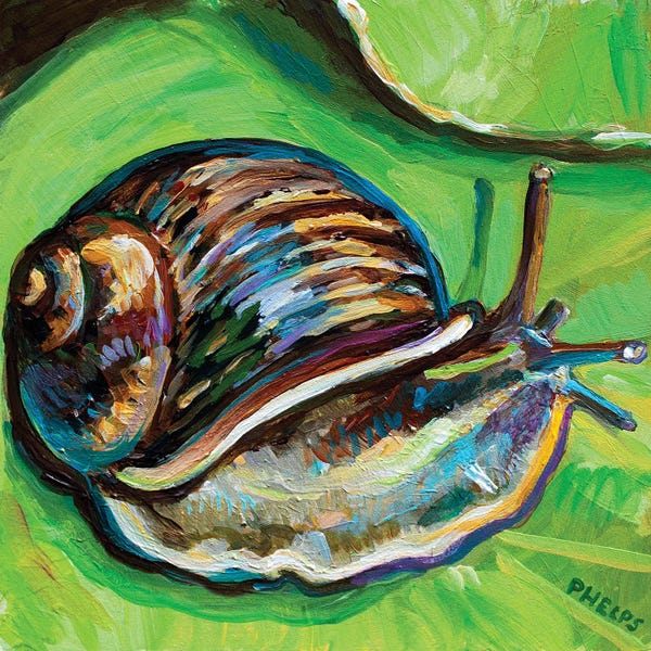 Robert Phelps: Garden Snail by Robert Phelps