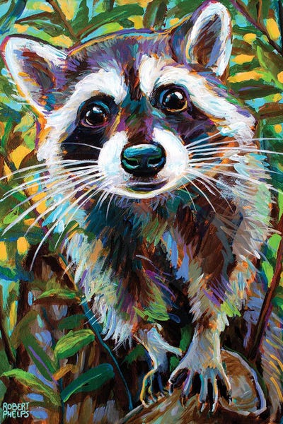 Curious Raccoon I by Robert Phelps canvas print