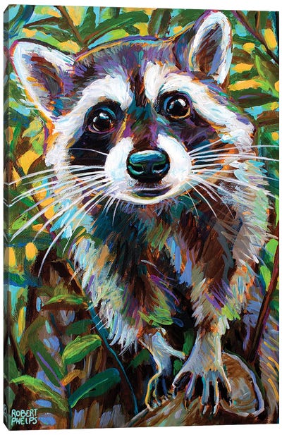 Curious Raccoon I Canvas Art Print - Robert Phelps