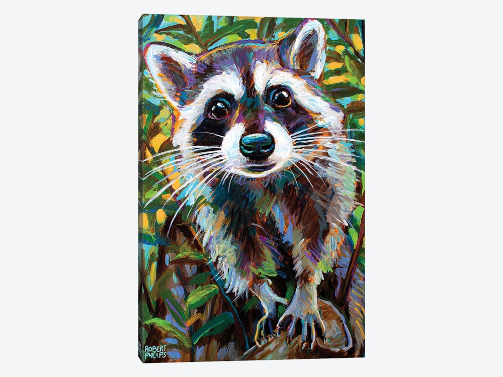 Curious Raccoon I by Robert Phelps 1-piece Canvas Art Print