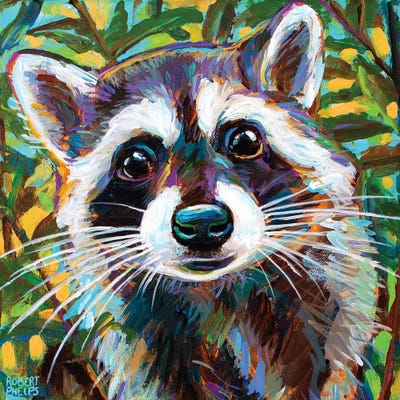 Curious Raccoon Ii by Robert Phelps art print