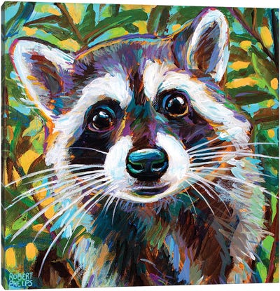 Curious Raccoon Ii Canvas Art Print - Raccoon Art