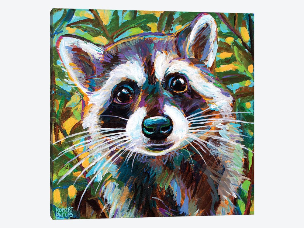 Curious Raccoon Ii by Robert Phelps 1-piece Canvas Wall Art
