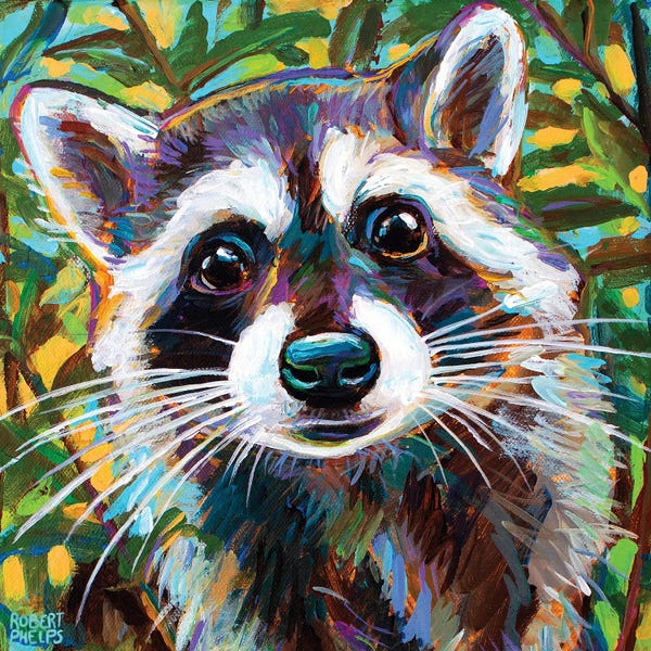 Robert Phelps: Curious Raccoon Ii by Robert Phelps