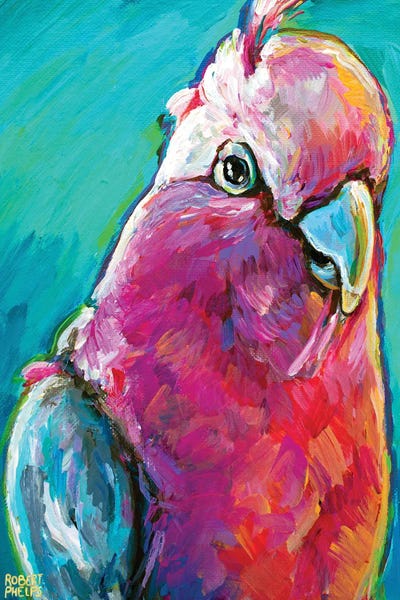 Galah by Robert Phelps framed canvas print
