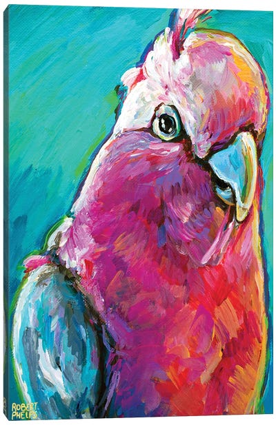 Galah Canvas Art Print - Parakeet Art