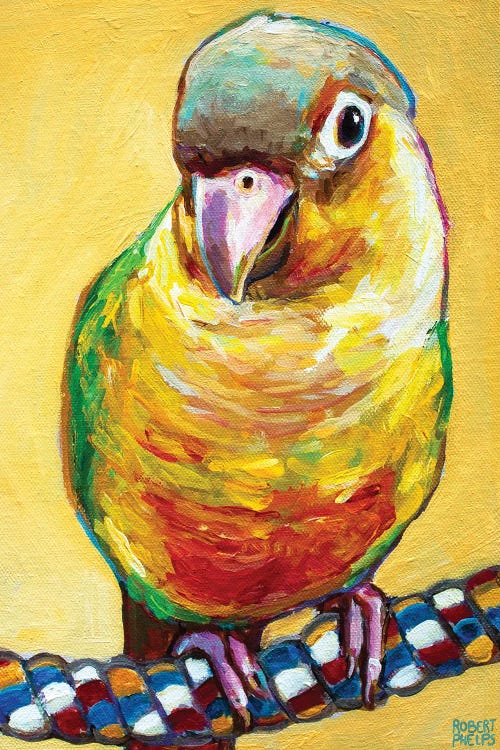 Conure On Yellow