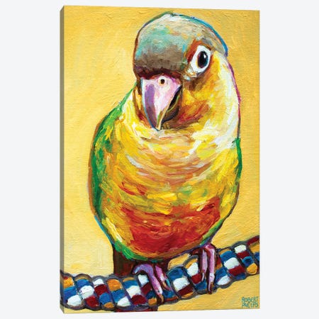 Conure On Yellow Canvas Print #RPH244} by Robert Phelps Canvas Print