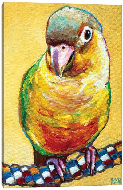 Conure On Yellow Canvas Art Print - Parakeet Art