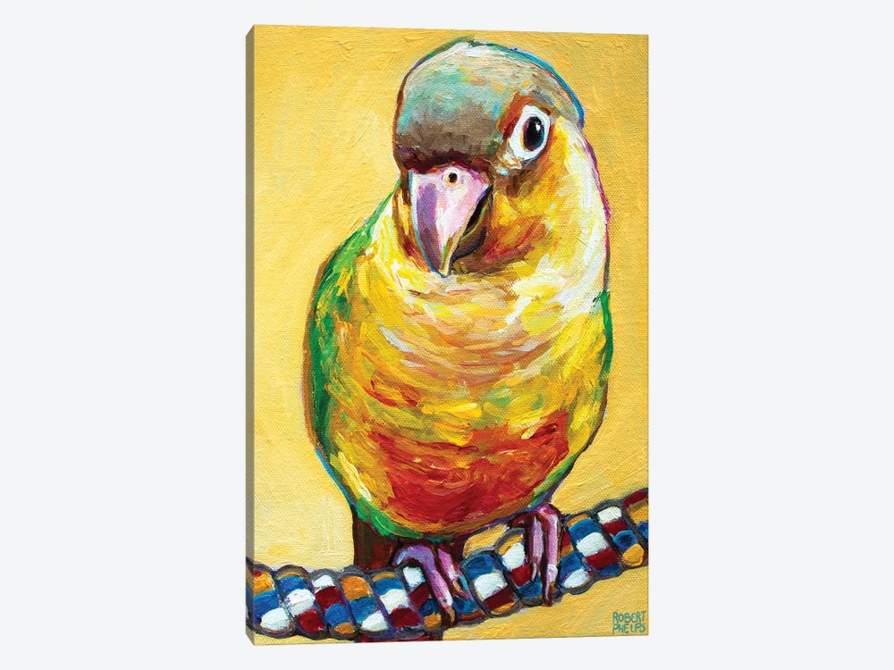 Conure On Yellow by Robert Phelps 1-piece Canvas Art Print