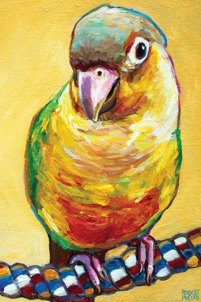 Robert Phelps: Conure On Yellow by Robert Phelps