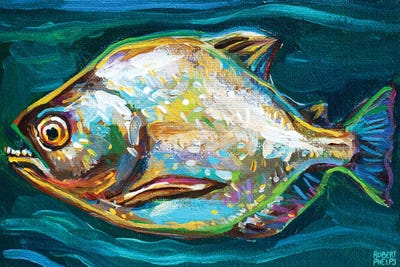 Piranha by Robert Phelps framed canvas print