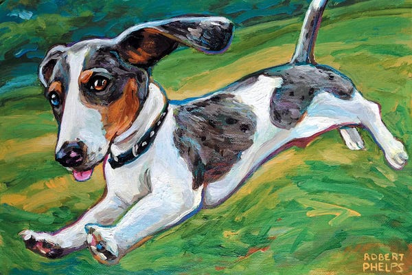 Puppies: Dachshund Puppy by Robert Phelps