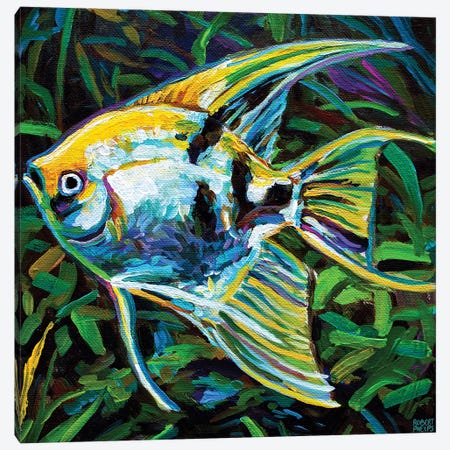 Angelfish I Canvas Print #RPH251} by Robert Phelps Art Print