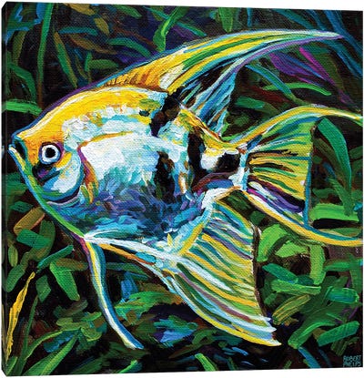Angelfish I Canvas Art Print - Robert Phelps