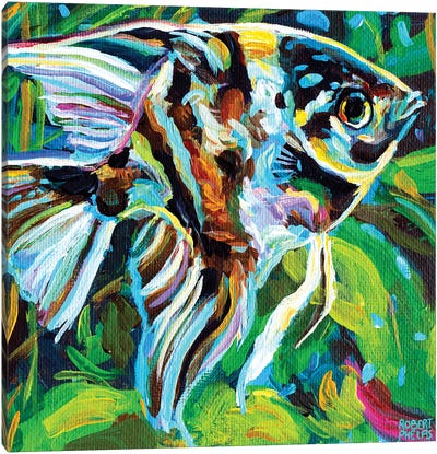 Angelfish II Canvas Art Print - Robert Phelps