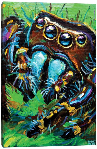 Jumping Spider I Canvas Art Print - Robert Phelps