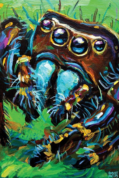 Robert Phelps: Jumping Spider I by Robert Phelps