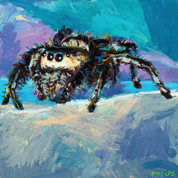 Spiders: Jumping Spider II by Robert Phelps