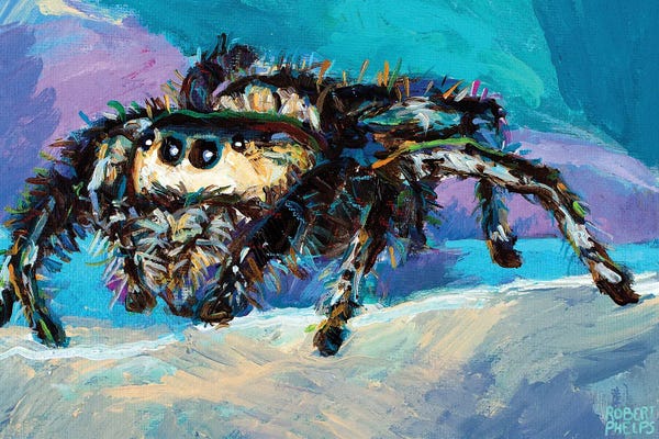 Spiders: Jumping Spider III by Robert Phelps