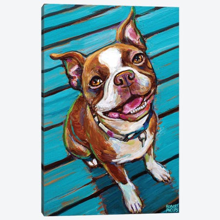 Cookie The Red Boston Terrier Canvas Print #RPH262} by Robert Phelps Canvas Artwork