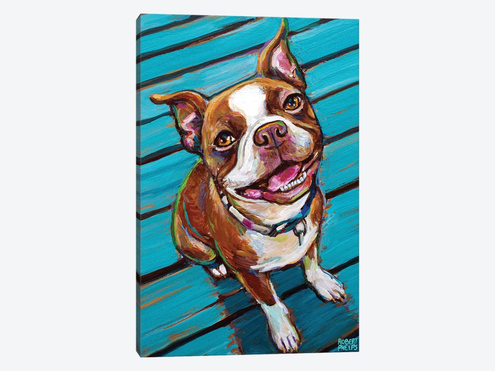 Cookie The Red Boston Terrier by Robert Phelps 1-piece Canvas Art Print