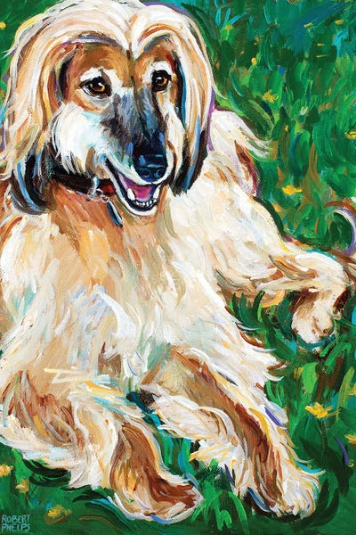 Robert Phelps: Afghan Hound by Robert Phelps