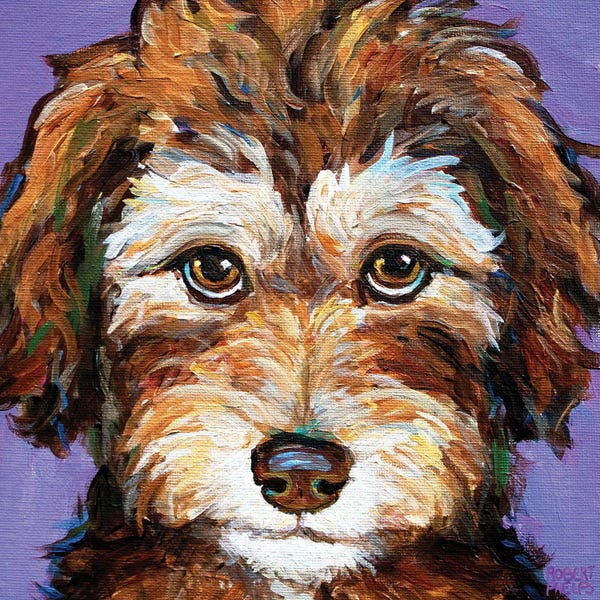 Robert Phelps: Desi The Aussiedoodle Pup II by Robert Phelps