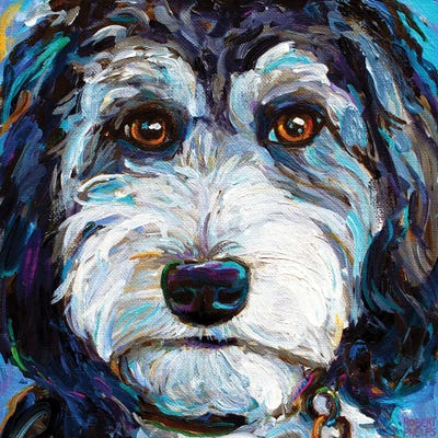 Tuxedo Aussiedoodle by Robert Phelps framed canvas print