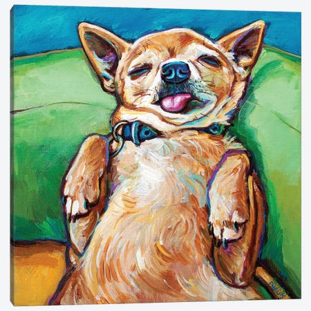 Sleepy Chihuahua Canvas Print #RPH284} by Robert Phelps Canvas Art Print