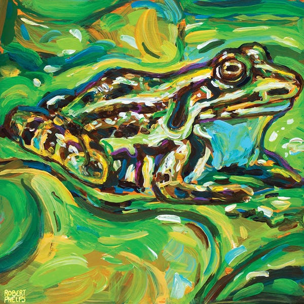 Robert Phelps: Green Bullfrog by Robert Phelps