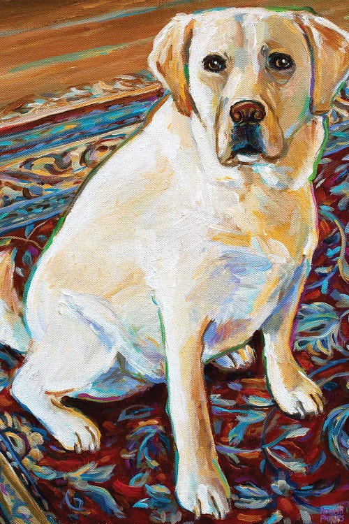 Tenny The Blond Labrador