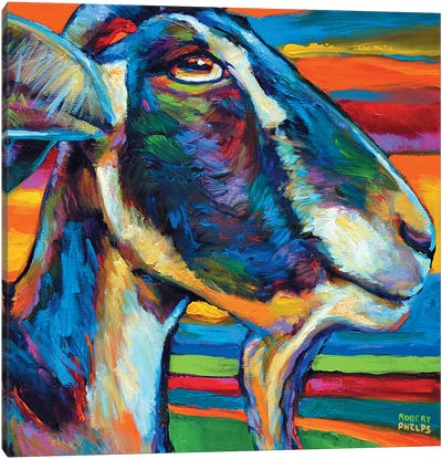 Farm Goat Canvas Art Print - Goat Art