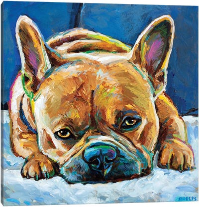 Grumpy Frenchie Canvas Art Print - Robert Phelps