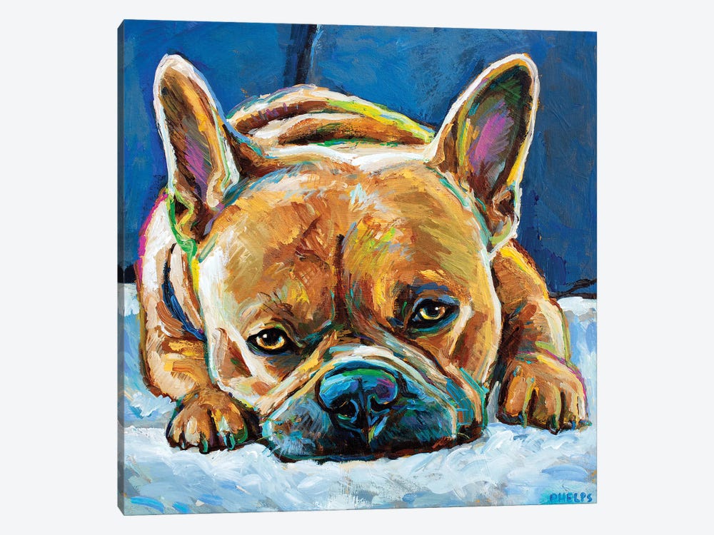 Grumpy Frenchie by Robert Phelps 1-piece Canvas Wall Art