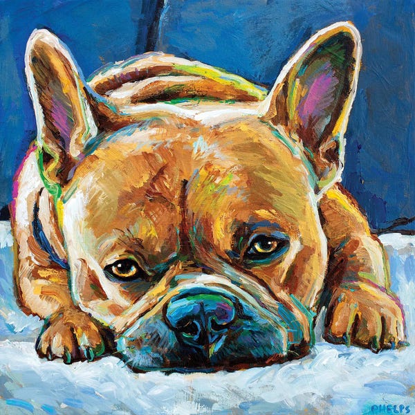 Robert Phelps: Grumpy Frenchie by Robert Phelps