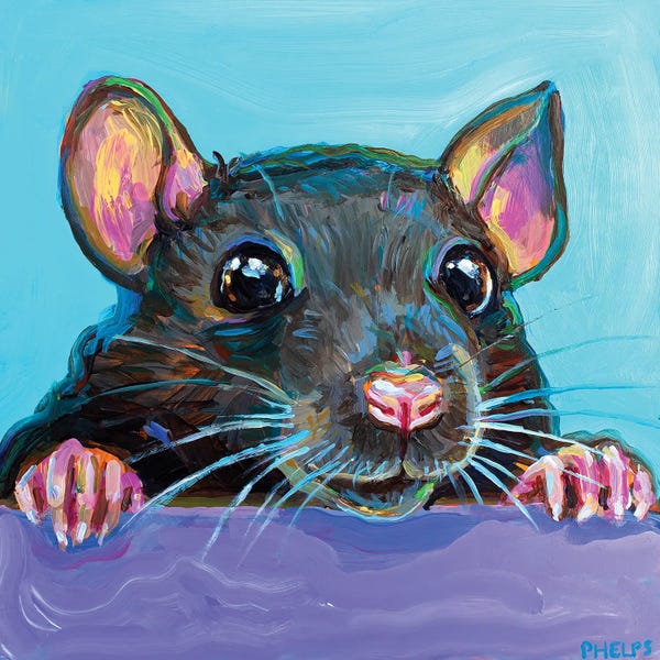Rats: Cute Rat by Robert Phelps