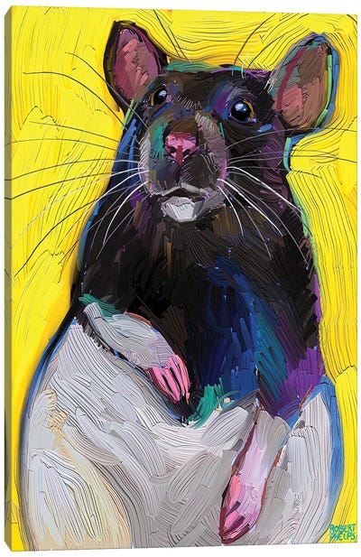 Cute Rat On Yellow Canvas Art Print - Robert Phelps